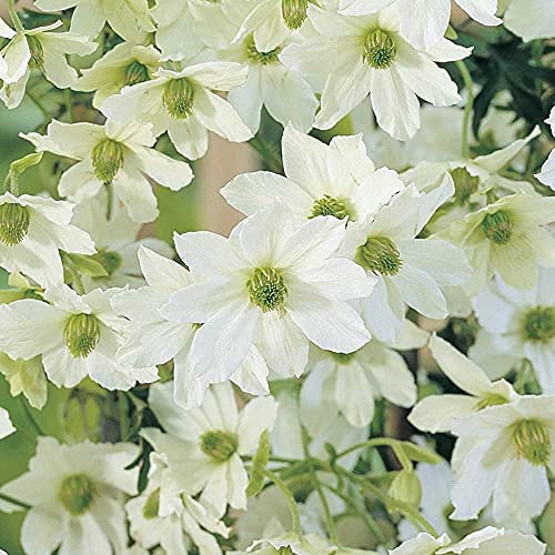 Potted Clematis Garden Evergreen Climbing Plant Baring White Flowers, a Hardy Shrub for Patios,Obelisks & Borders, Early Sensation Variety Supplied as 1x 1.7 Litre Potby Thompson & Morgan
