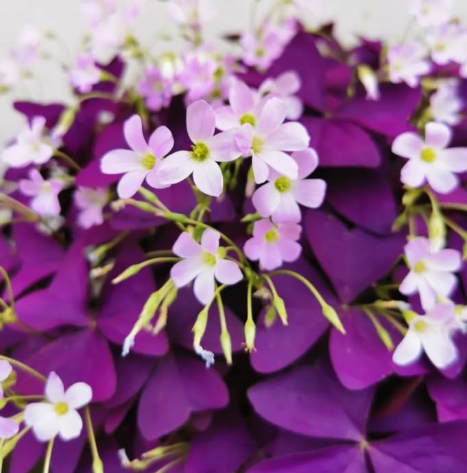 Govixed 20Pcs Bulbos Morados Shamrocks para Plantar, Bulbos Morados Sorrel, Bulbos Oxalis, Bulbos Oxalis Triangularis, Bulbos Florales Buena Suerte Crece en Interior o Exterior