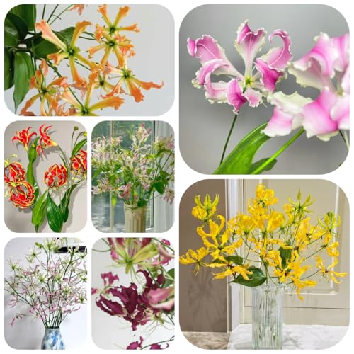 5bulbi di giglio di fiamma resistenti, balconi di giglio torcia, mini giardino to perenne, crescita decorativi