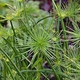 Papyrus, kräuterpflanzen exotische winterharte für garten stauden winterhart mehrjährig...