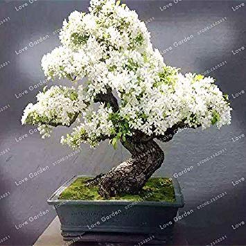 SEMI PLAT FIRM-50 pc Viola Bianco Lilla Semi Lilla Girofle Bonsaï dei semi di Fiori Semi Albero Pianta in Vaso Per la casa Garden 2