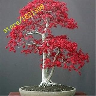50 Mini Beautiful Japanese Red Maple Bonsai Seeds, DIY Bonsai * Fresh Maple Seeds *
