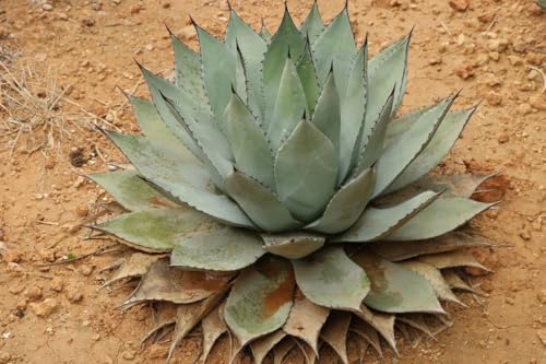 20 Graines - AGAVE Potatorum - Plante Succulente - Plante vivace Fleurs Jardin - 257