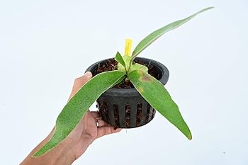 P.veitchii wild Burnett  QLD AUS 現品 P.veitchii wild Burnett River QLD AUS 現品