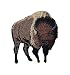 Brown Buffalo American Bison Iron on Embroidered Patch