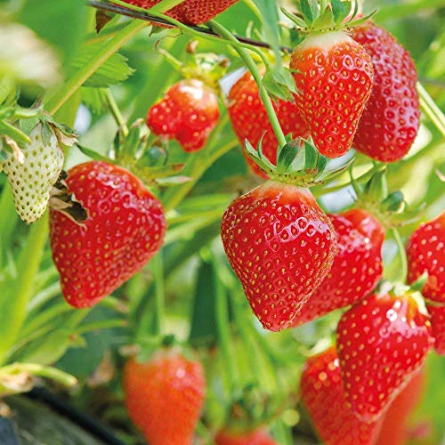 Strawberry 'Flamenco' Bare Root Everbearer Garden Bush Fruit Plants (5 Plants)