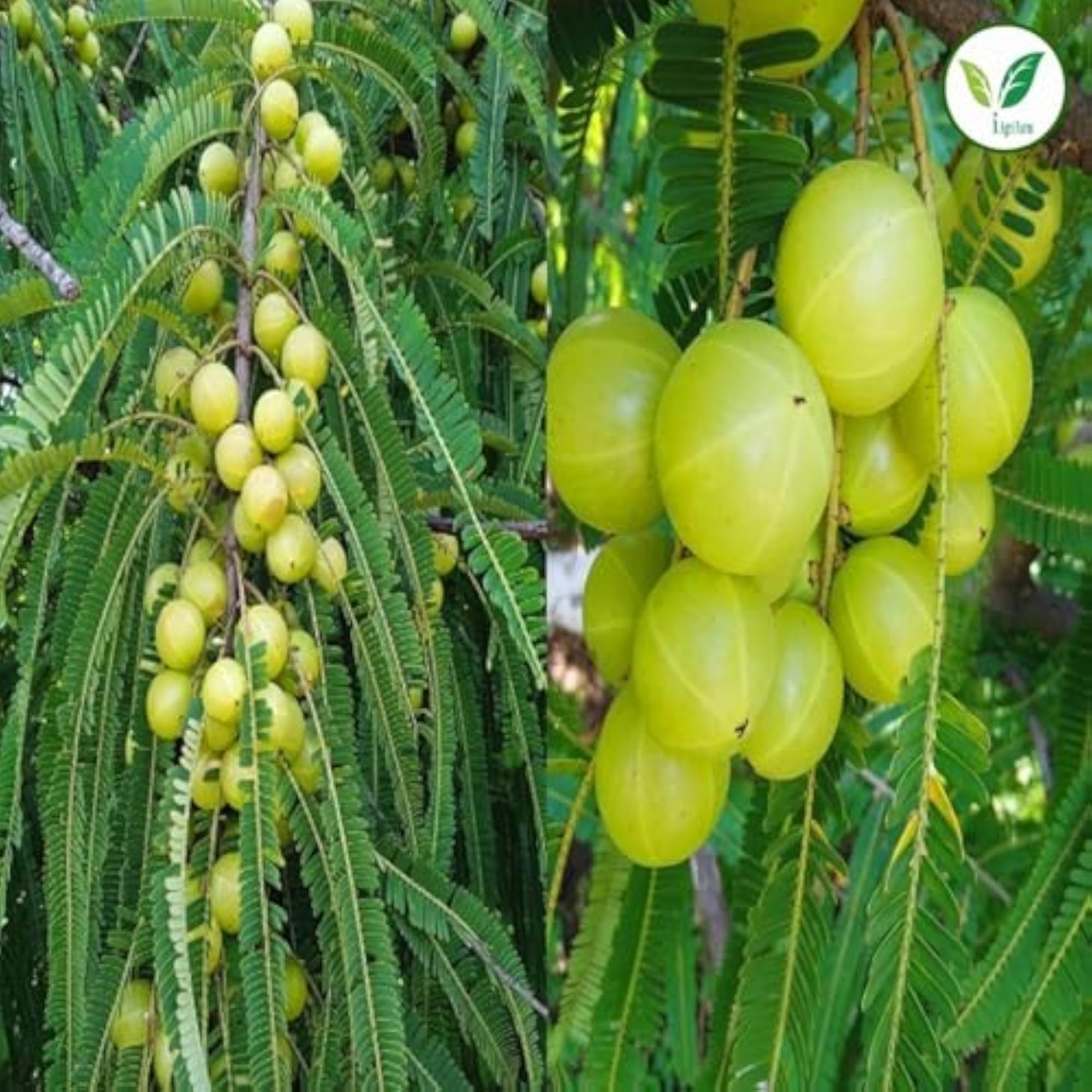 Iagrifarm Dry Amla Pieces, 950 grams