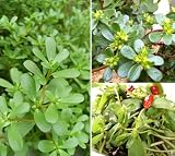 Golden Purslane Seeds Edible Portulaca Oleracea Sativa Heirloom 600pcs