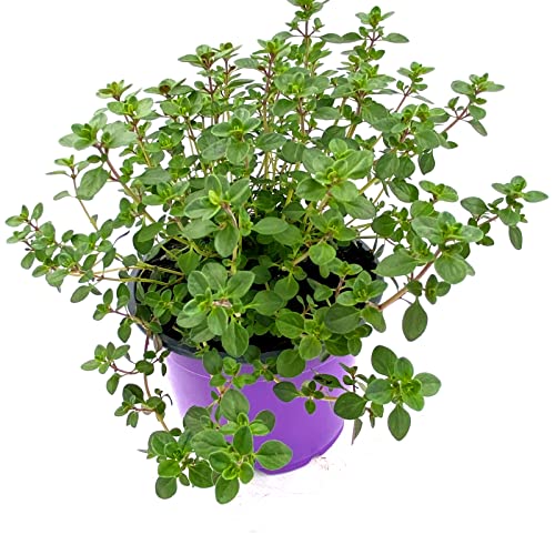 Florapartner Orangen Thymian Pflanze 1stk