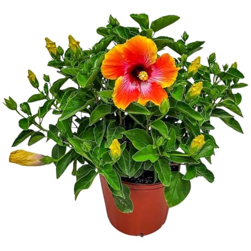 Hibiscus Bush - Fiesta Flower - Tropical Plants of Florida