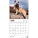 French Bulldogs 2016 Calendar
