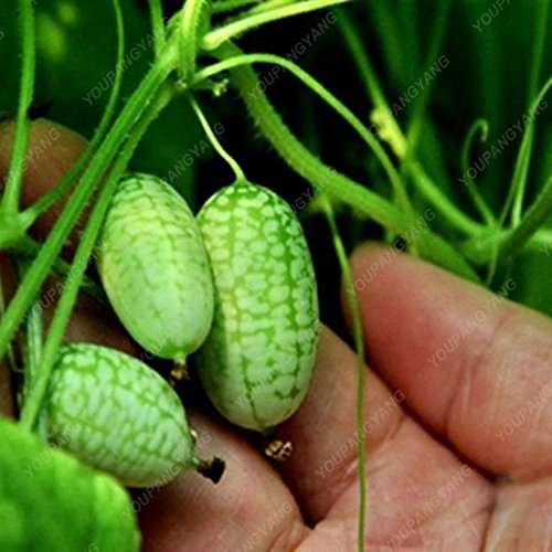Graines de pastèque pour le pouce Mini pastèque Graines de fruits délicieuses pour le jardin à la maison Paquet de 500 graines