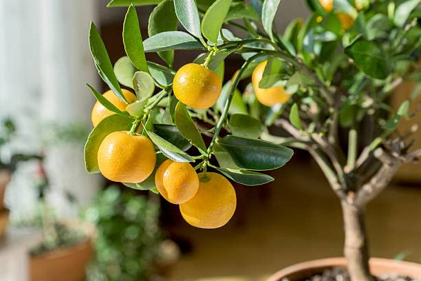 The Gifti ® Rare Live Orange (Nagpur vaerient) Fruit Plant Delicious Dwarf Grafted Healthy 1.5+ Feet Orange Plant for home garden (B0BYD251X7) Amazon Price History, Amazon Price Tracker