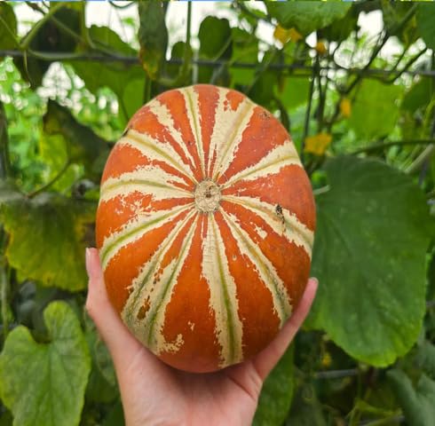 100pcs Orange Kajari Melon Fruit Seeds