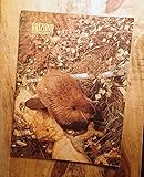 Arizona Highways * 1953 * 05 * May * Arizona's Trout Fishing [Map]