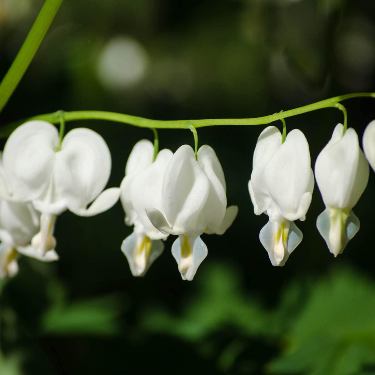GARDENS ALIVE! - Old Fashioned White Flowering Bleeding Heart Dormant Bare Root Perennial Starter Plant Roots, 3 Plants per Offer