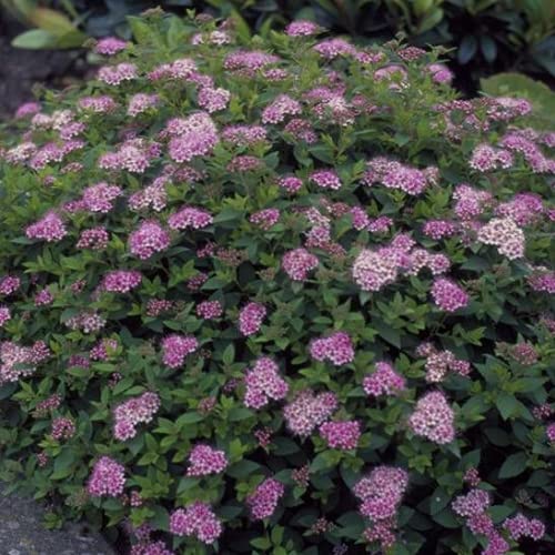 Spirea Little Princess