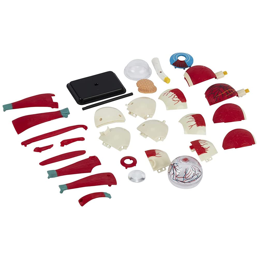 Amazon.co.jp: 眼模型、眼球解剖模型、32分解可能人体器官模型科学研究