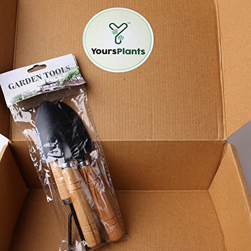 YoursPlants 3pcs Wooden Gardening Tool Set (Beige)