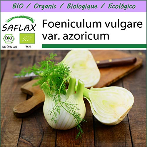 Preisvergleich Produktbild SAFLAX - BIO - Knollenfenchel - 100 Samen - Foeniculum vulgare