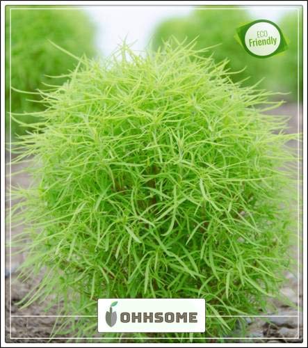 Erba Medica giardino ornamentale seeds Kitchen Garden seeds Pack Seed Poor Man's