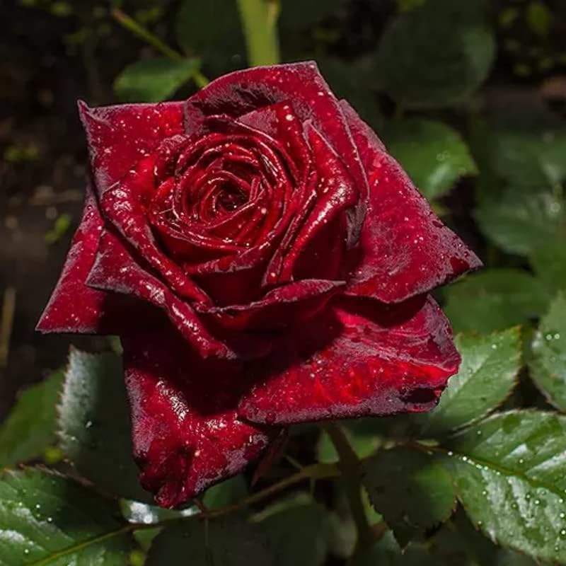 Miniatura 3 de 20 semillas de arbusto de rosa para plantar, semillas raras de rosales para cultivar