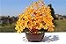 Parma77 Citrine Crystal Tree, Yellow Healing Crystals Gemstone Bonsai Tree Money Tree, Yellow Room Decor Cubicle Office Desk Decor for Women, Feng Shui Wealth and Luck Spiritual Gifts for Women