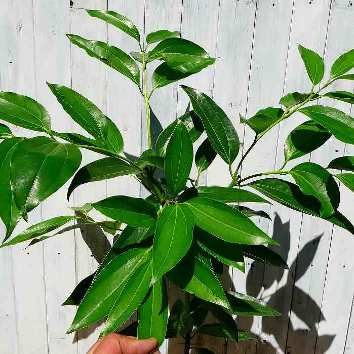 Amazon.co.jp: シナモン 観葉植物 7号鉢 全高90cm スパイス ハーブ