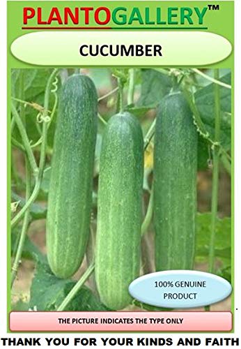 Plantogallery Green Cucumber Organic F1 Hybrid Seeds for kitchen Garden & Field (50-60 Seeds) (B0854J97S3) Amazon Price History, Amazon Price Tracker