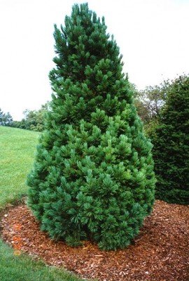 Blue Dwarf Swiss Stone Pine - Pinus cembra - 3 - Year Plant