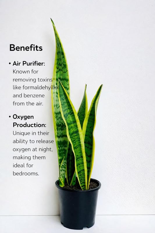 Dracaena Trifasciata Live Plant, Sansevieria for Bedroom, Indoor and  Outdoor, Home Decoration, Summer Gardening (1 Healthy Live Plant) :  Amazon.in: Garden & Outdoors