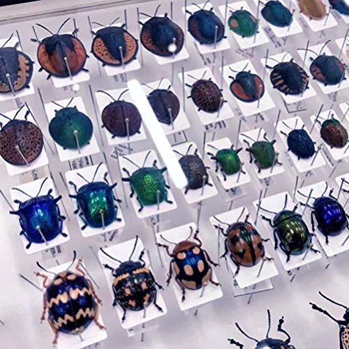 Balacoo KGA1758A3BQ15TGQUXBVDK0IC Specimen Box Insect Display Case Display Shadow Box Frame thumb #3
