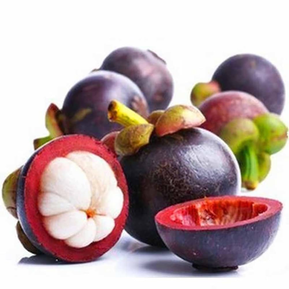 15 Semi Di Mangostano Nano – Varietà Antica, Colonnare E Resistente, Ideale Per Balcone E Frutteto