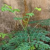 semi di moringa da resistenti per il giardino di moringa verdi, decorazioni giardino per esterni appartamento veri sementi 15pcs