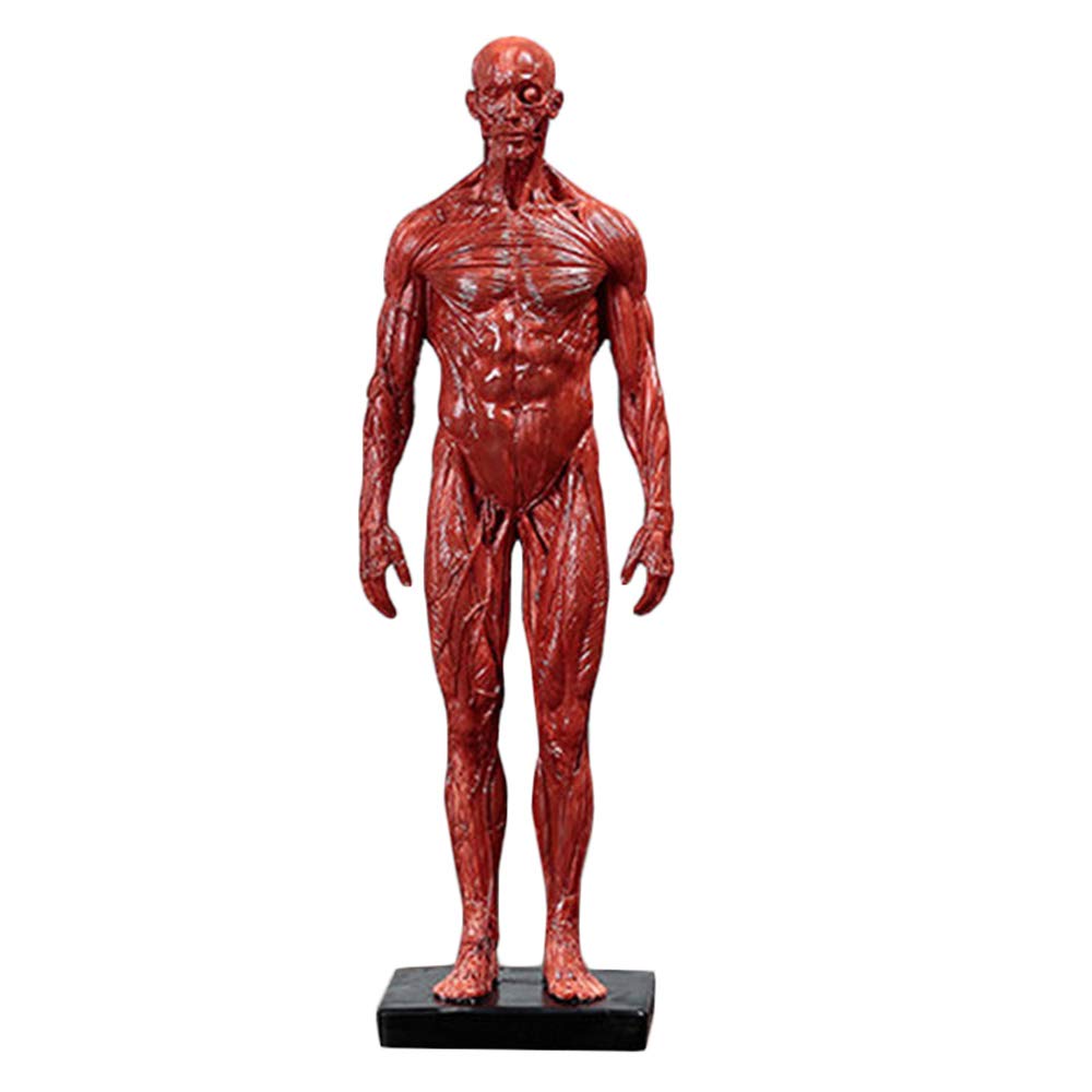 筋肉系 - 解剖学3Dアトラス - 人体の骨格と筋肉 | iPhone・Android対応