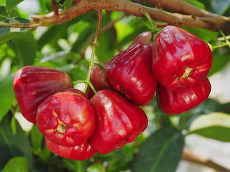 Nandini Garden Red Java Apple Live Plant Dwarf Rose Water Apple Plant ...
