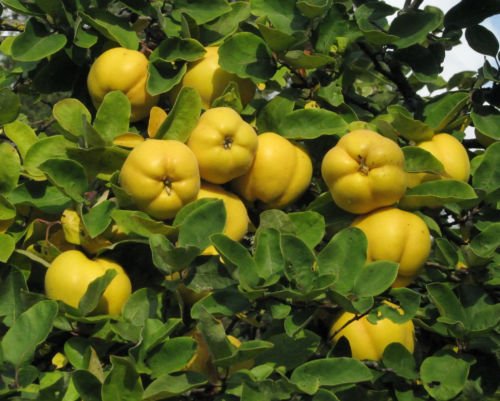 New Fresh 50pcs Yellow Quince Fruit Seeds Generic