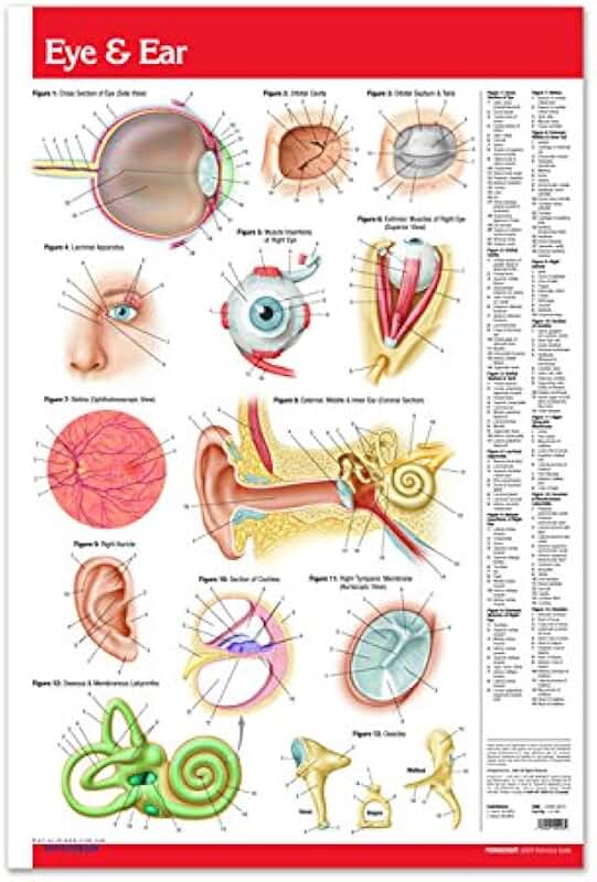 Ear eye перевод. название всех частей лица. части тела на английском для детей карточки. Ear eye перевод. анатомия головы ухо глаз.
