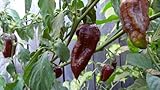 Chocolate Bhut Jolokia Pepper 10+ Seeds