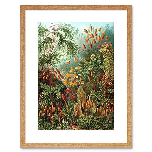 Image of Wee Blue Coo Nature Ernst Haeckel Sea Plant Biology Germany Vintage Framed Wall Art Print