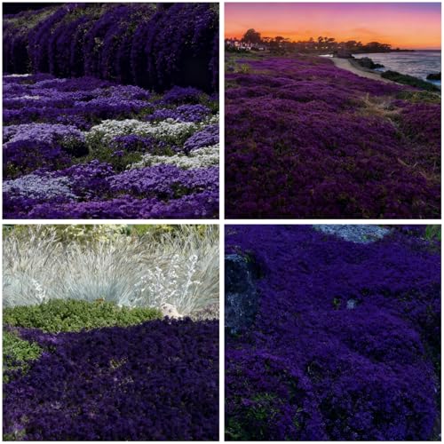 Mixrug 20000 Purple Creeping Thyme Seeds for Planting Outdoor,Creeping Phlox Ground Cover Seeds,Perennial Flower Seed Plant Non-GMO Heirloom Thyme Thymus Serpyllum Seed in Home