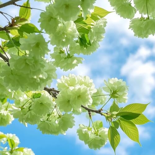 semillas de cerezo, arbustos, mini jardín cerezo ornamental, prunus serrulata, jardín, arbustos de ación resistente 60pcs