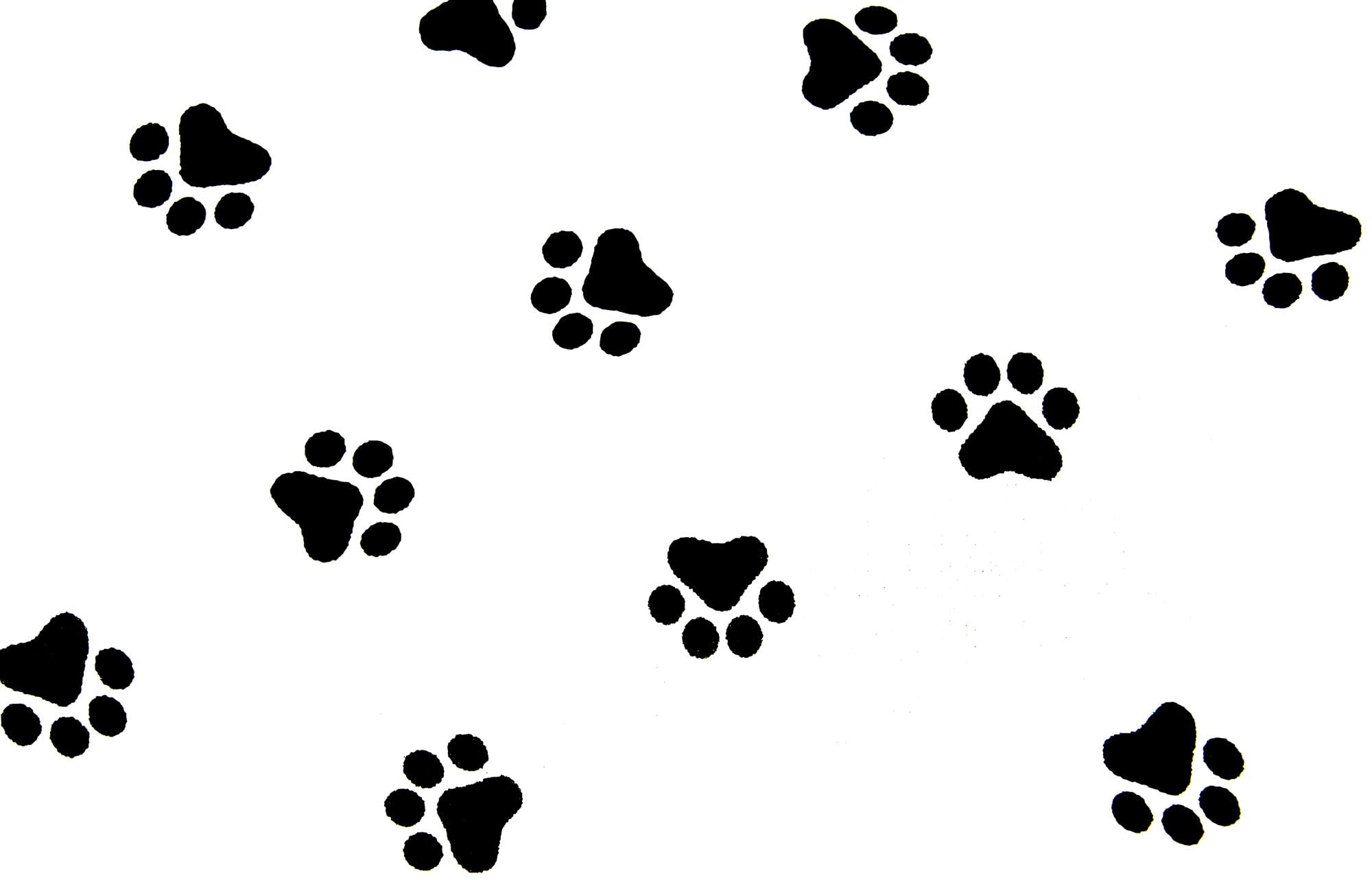 Katzentransportbox Katzen Hunde Bett Liege Korbhöhle Katzenhöhle Katzenkorb aus Weide geflochten weiß mit Kissen und Tragegriff K5-081-W-SWBK