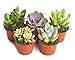 Shop Succulents Unique Succulent (Collection of 5)