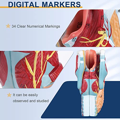 Image of Healthible Human Larynx Model - 2X Anatomically Detachable Throat Model for Hospital Classroom