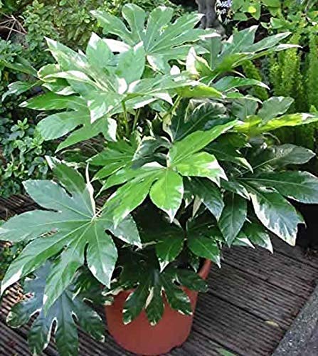 50 Seeds Japanese Araliafatsia Japonica Decorative Garden Plants Bonsai  Planting | Desertcart Botswana