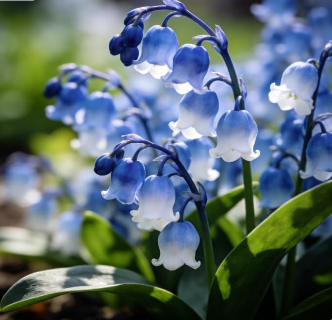 Rare Lily of The Valley rhizomes Low Maintenance Cold-Hardy Perennial Fragrant Suitable for Indoor and Outdoor Gardens Hardy Perennial Excellent Display-5 Bulbs-E