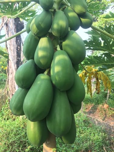 Live Red Lady Papaya Tree – Tropical Fruit Plant, 3–4 Ft Tall, Ships in 3 Gallon Pot. No Shipping to CA or HI.