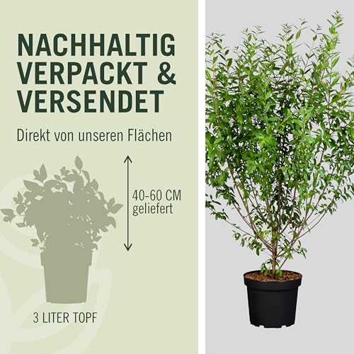 Garten-Schlüter® Wintergrüner Liguster Atrovirens, 40-60 cm geliefert im Container - Ligustrum vulgare als Ligusterhecke - schnellwachsend, pflegeleicht, robust, immergrün - Heckenpflanze
