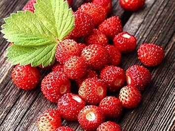 Seeds Alpine Strawberry Regina/Everbearing/All Year Round/Non GMO/Heirloom